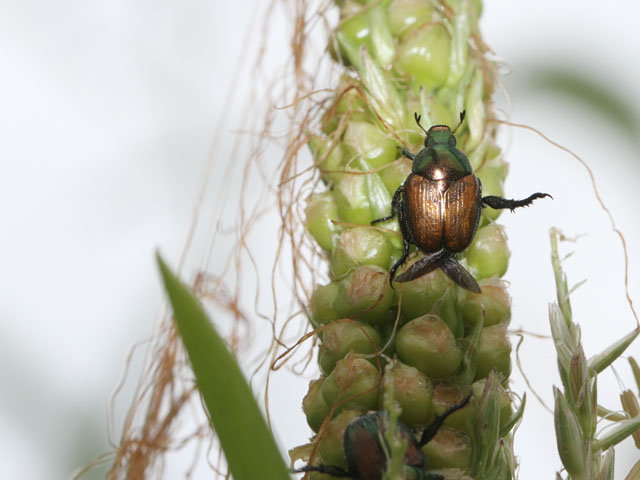 Despite heavy rains in most of the Midwest, some insects like the Japanese beetle have managed to build up populations and threaten yields this summer. (DTN photo by Pamela Smith)